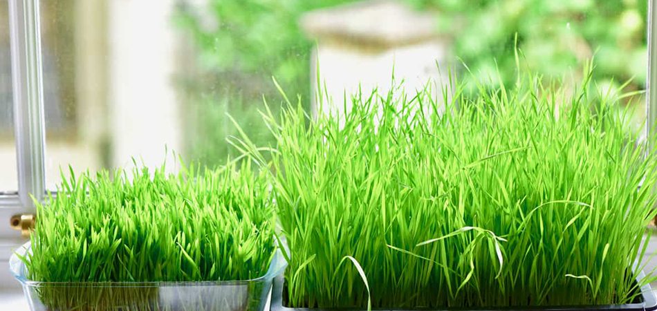 Can You Eat Wheatgrass Without Juicing It