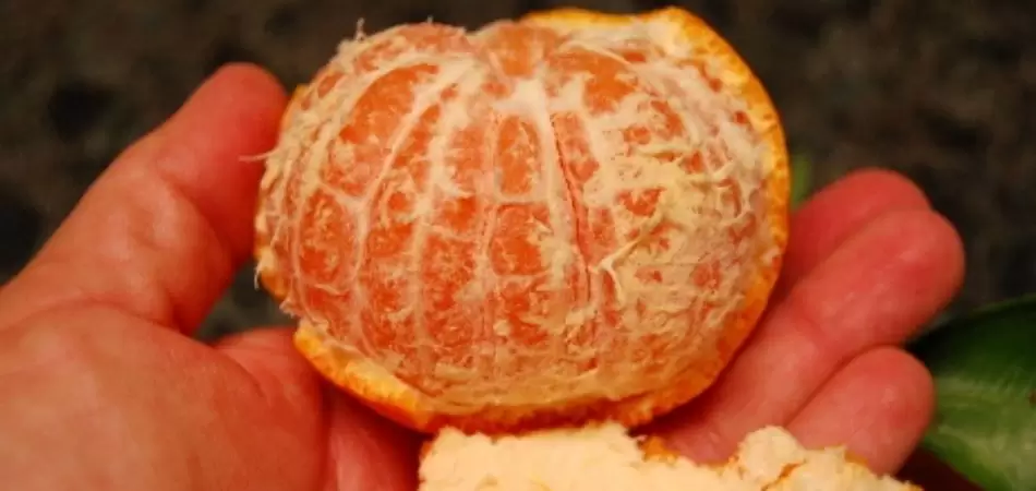 Satsuma